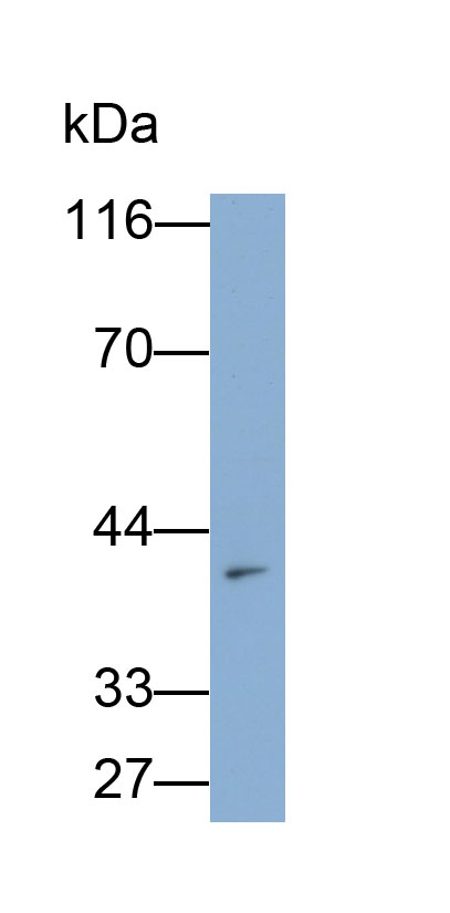 Monoclonal Antibody to C<b>D300</b> Antigen Like Family Member C (C<b>D300</b>c)