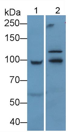 MAB659Hu22.jpg