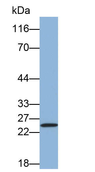 Monoclonal Antibody to Integrin Alpha M (CD11b)