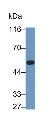 MAB691Hu25.jpg