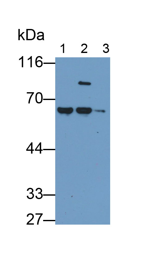 MAB697Hu26.jpg