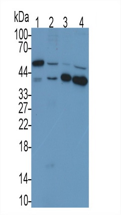 Monoclonal Antibody to TATA Binding Protein (TBP)