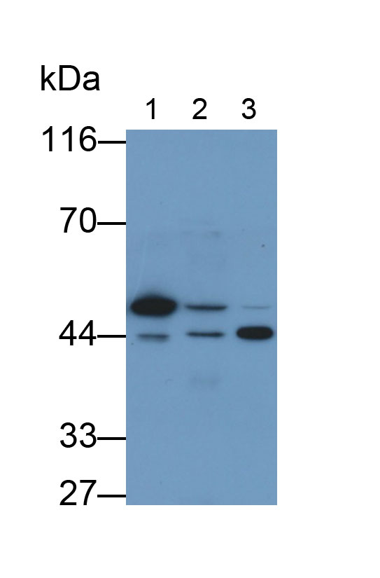 Monoclonal Antibody to TATA Binding Protein (TBP)