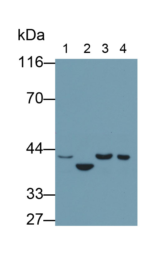 MAB703Hu28.jpg