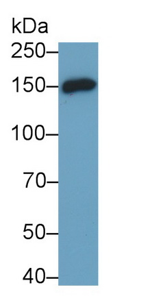 Monoclonal Antibody to Cluster Of Differentiation (CD163)