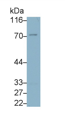 MAB731Mu21.jpg