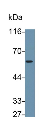 MAB731Mu23.jpg