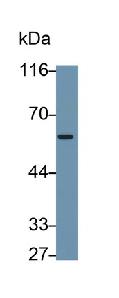 Monoclonal Antibody to Immunoglobulin Superfamily, Member 12 (IGSF12)