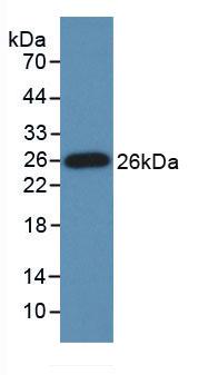 Monoclonal Antibody to Glutamate Receptor Interacting Protein 1 (GRIP1)