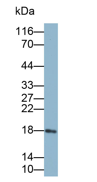 Monoclonal Antibody to Ribonuclease A3 (RNASE3)