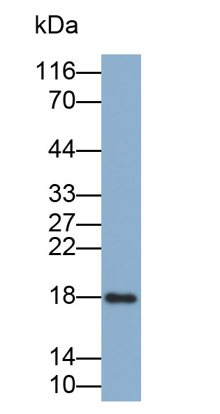 Monoclonal Antibody to Ribonuclease A3 (RNASE3)