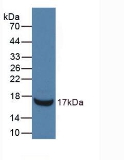 Monoclonal Antibody to Ribonuclease A3 (RNASE3)