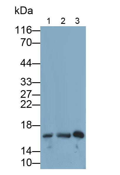 MAB758Mu22.jpg