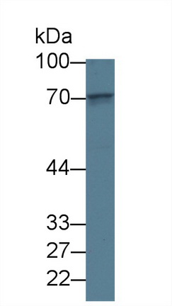 Monoclonal Antibody to Lectin Galactoside Binding, Soluble 3 Binding Protein (LGALS3BP)