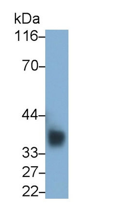 Monoclonal Antibody to Cluster Of Differentiation 7 (CD7)