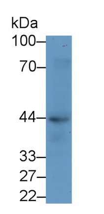 Monoclonal Antibody to Sialic Acid Binding Ig Like Lectin 8 (SIGLEC8)