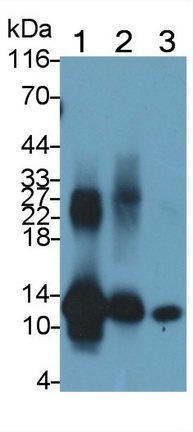 Monoclonal Antibody to S100 Calcium Binding Protein A8 (S100A8)