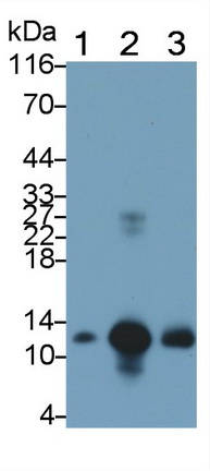 Monoclonal Antibody to S100 Calcium Binding Protein A8 (S100A8)