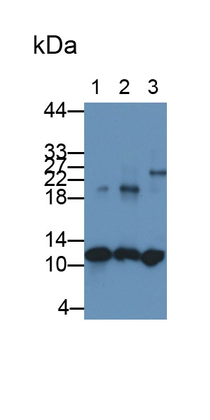 Monoclonal Antibody to S100 Calcium Binding Protein A8 (S100A8)