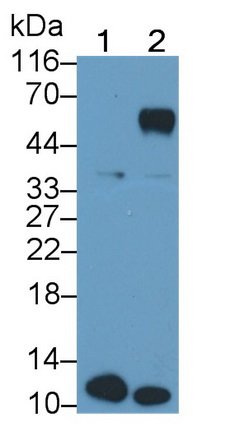 Monoclonal Antibody to S100 Calcium Binding Protein A8 (S100A8)