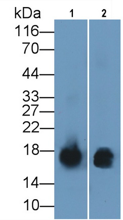 Monoclonal Antibody to S100 Calcium Binding Protein A9 (S100A9)