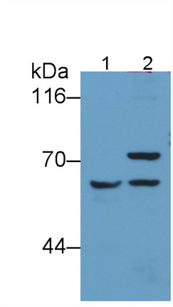 MAB798Hu21.jpg