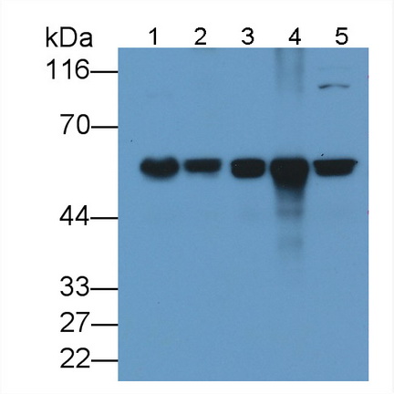 MAB798Hu26.jpg