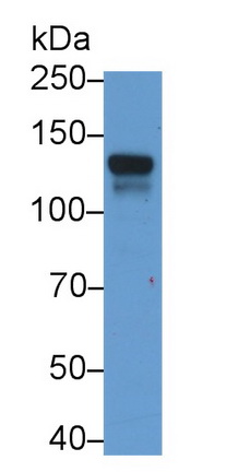 Monoclonal Antibody to Jagged 1 (JAG1)