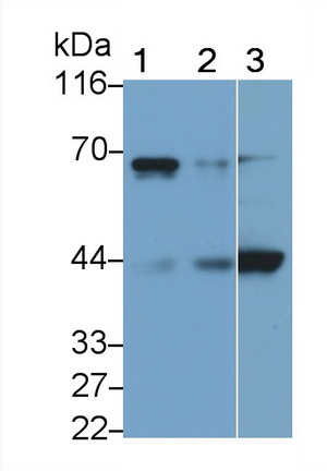 Monoclonal Antibody to Selenoprotein P1, Plasma (SEPP1)