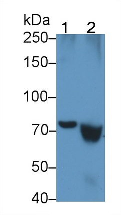 Monoclonal Antibody to Transglutaminase 2 (TGM2)