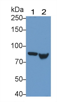 Monoclonal Antibody to Transglutaminase 2 (TGM2)