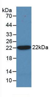 Monoclonal Antibody to Hedgehog Homolog, Sonic (SHH)