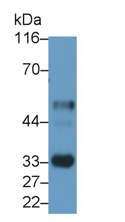 MAB837Hu22.jpg