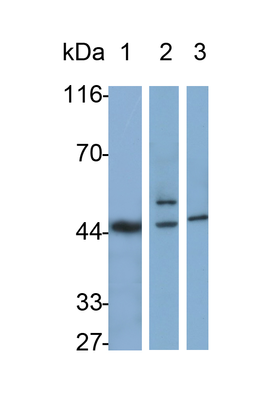 Monoclonal Antibody to Vascular Endothelial Growth Factor 121 (VEGF121)