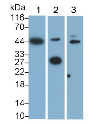 MAB859Hu24.jpg