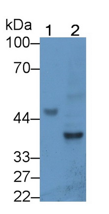 Monoclonal Antibody to Neuregulin 1 (NRG1)