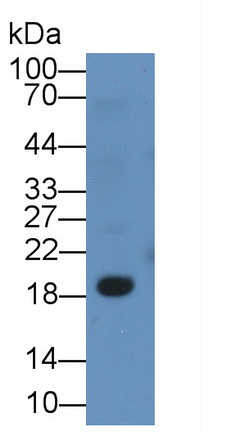 Monoclonal Antibody to Cluster Of Differentiation 3d (CD3d)