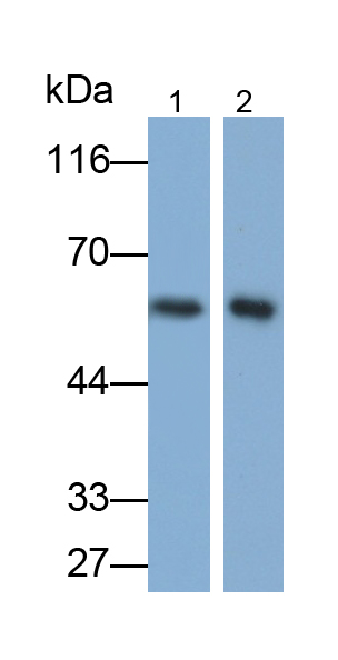 MAB873Ra21.jpg