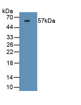 MAB877Mu21.jpg