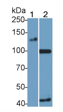 Monoclonal Antibody to Angiotensin I Converting Enzyme 2 (ACE2)