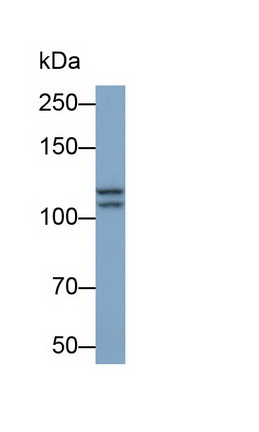 Monoclonal Antibody to Insulin Degrading Enzyme (IDE)