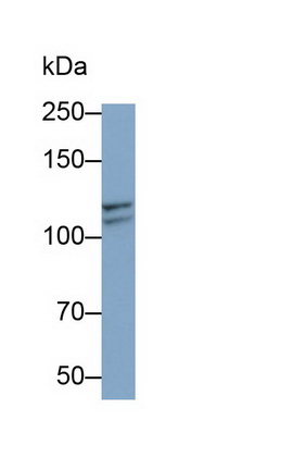 Monoclonal Antibody to Insulin Degrading Enzyme (IDE)