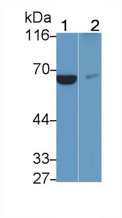 MAB905Hu22.jpg