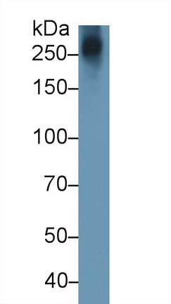 Monoclonal Antibody to Aggrecan (AGC)