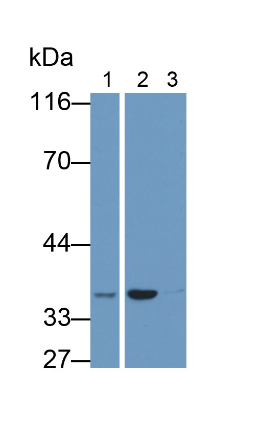 MAB932Hu28.jpg