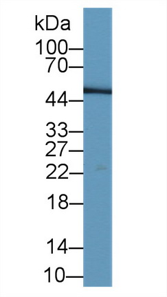 Monoclonal Antibody to Leucine Rich Alpha-2-Glycoprotein 1 (LRG1)