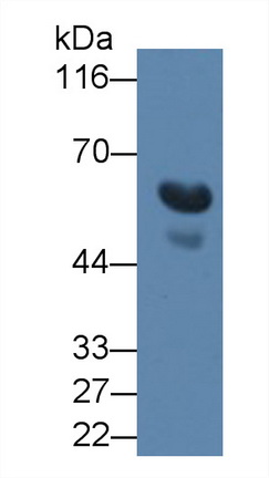 Monoclonal Antibody to Transforming Growth Factor Beta 3 (TGFb3)