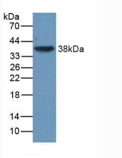 MAB949Hu22.jpg