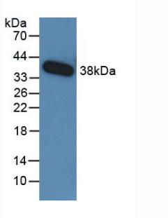 Monoclonal Antibody to Transforming Growth Factor Beta 3 (TGFb3)