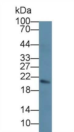 Monoclonal Antibody to Interleukin 17F (IL17F)